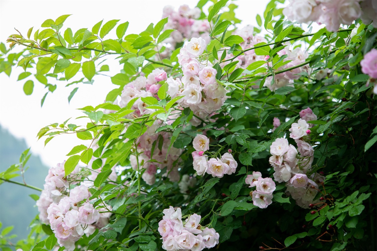 夏